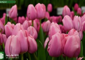 Tulipa Signum ® (3)